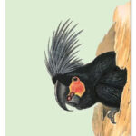 Cadeaulabel Zwarte Kaketoe