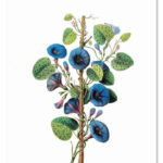 Cadeaulabel Paarse Winde