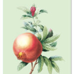 Cadeaulabel Rozenbottel