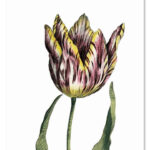 Cadeaulabel Tulp