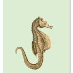 Cadeaulabel Zeepaardje