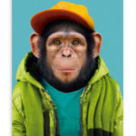 Ansichtkaart Chimpi chimpansee