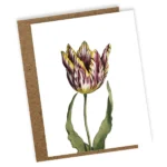 Wenskaart Tulp