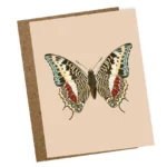 Ansichtkaart Vlinder
