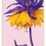 Ansichtkaart Paars / gele bloem