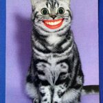 Ansichtkaart krazy kittens kat met mond