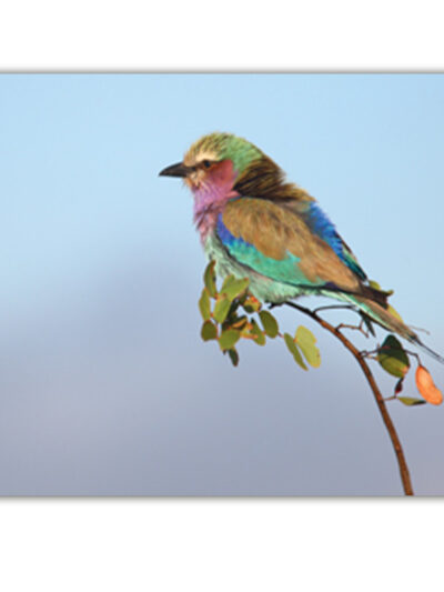 kleurrijke vogel