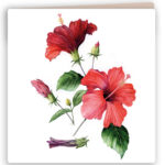 Vierkante kaart Hibiscus