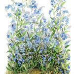 Ansichtkaart Vergeetmenietjes