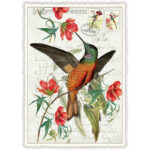 Ansichtkaart Kolibri