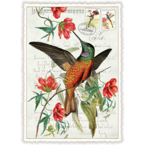 Ansichtkaart Kolibri